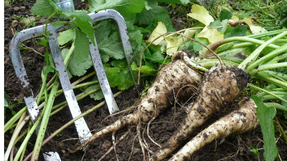 freshly harvest parsnips